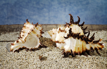Obraz na płótnie Canvas couple of seashells on sand