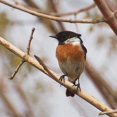 Common Stonechat, Saxicola torquata