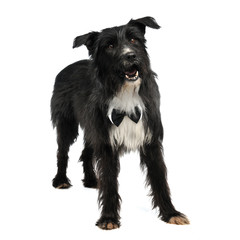 Elegant male dog with bow tie