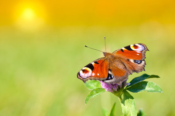 Butterfly on a flower in spring day