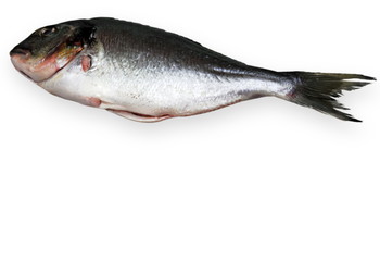 Dorade