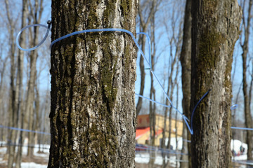 Fototapeta premium Sirop d'érable