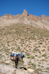 Mule dans le Haut Atlas (Maroc)