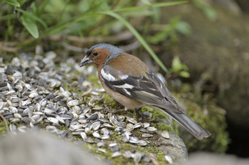 Chaffinch (Fringilla coelebs)