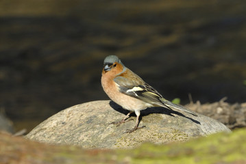 Chaffinch (Fringilla coelebs)