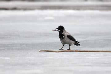 Grey crow
