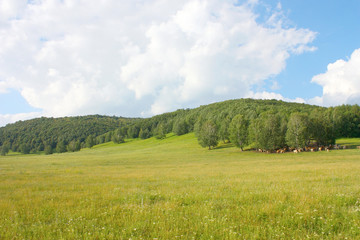 Obraz premium Summer landscape