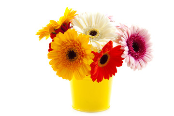 Gerbera bucket