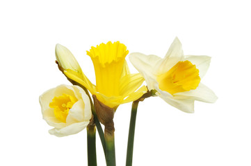 Mixed daffodils