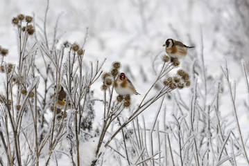 Goldfinch (Carduelis carduelis) in winter