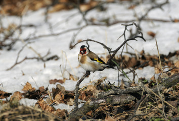 Goldfinch (Carduelis carduelis) in winter