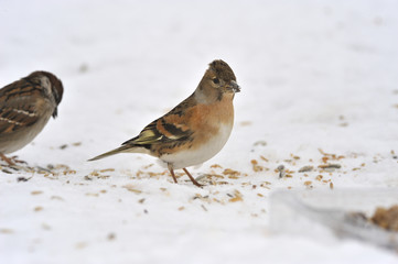 Brambling (Fringilla montifringilla)