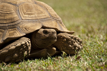 Fototapeta premium A turtle