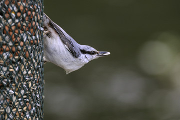 Nuthatch (Sitta europaea)