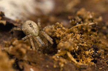 Anyphaena accentuata