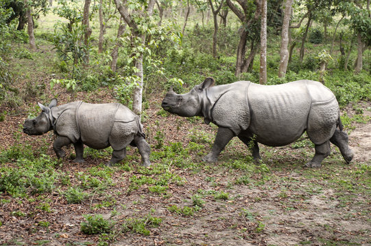 Wild Rhinoceros In Chitwan, Nepal