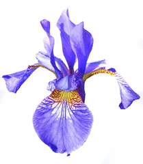 Papier Peint photo Lavable Iris Iris bleu