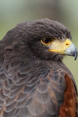 Harris Hawk (Parabuteo unicinctus) - portrait.