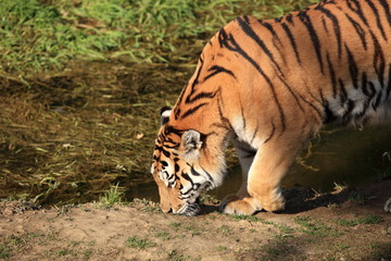tigre du bengale