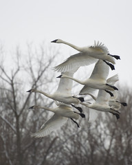 Swan Family in Flight