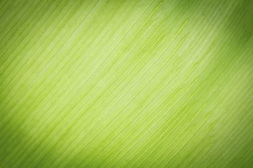 Papier Peint photo Printemps Texture background of backlight fresh green Leaf.