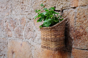 Green plant in a hanged cane basket on wall