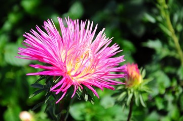 pink flower at garden