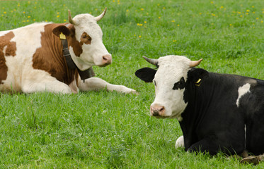 Vacche allo stato brado