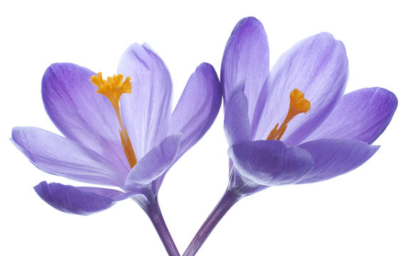 crocus