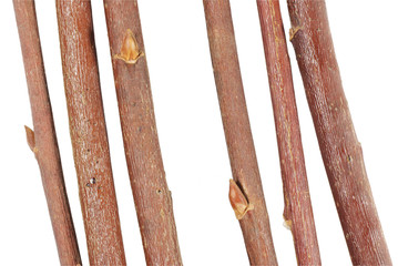 The branches on a white background