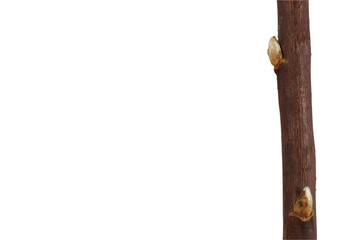 The branch with buds