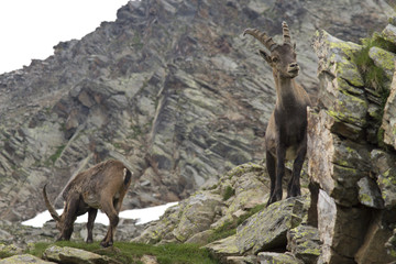 Ibex on the rocks