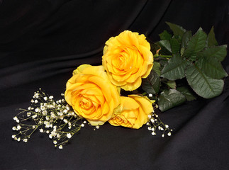 Yellow roses lay on a black