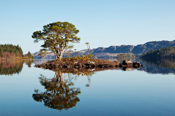 Reflecting pines