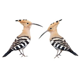 Set Eurasian Hoopoe isolated on white background