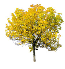 Tree isolated on white background