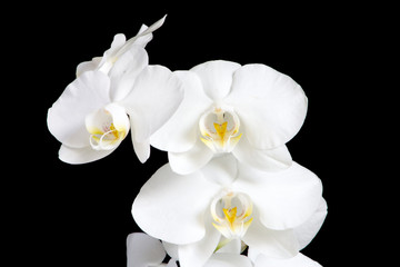 Fototapeta na wymiar Orchidee Blüten weiß auf schwarz