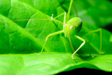 Grasshopper hiding in the green leaf.