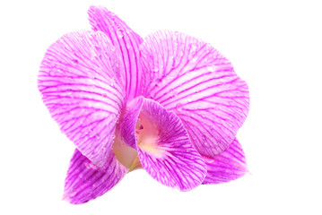 Fototapeta na wymiar Orchid flower isolated on white background