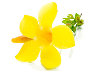 beautiful yellow flower petals closeup