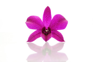 Violet orchid isolated on white background