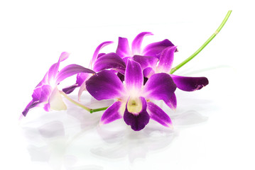 Fototapeta na wymiar Violet Orchidea samodzielnie na białym tle