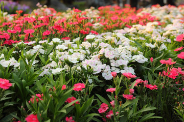 little flower in garden