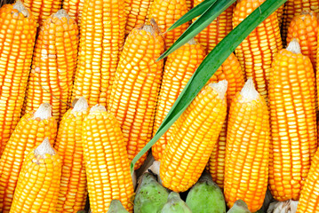 Beautiful yellow ear of corn