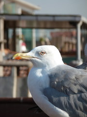 möve5