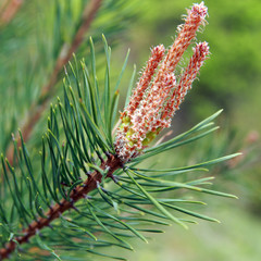 Branch of a fir-tree. Spring.
