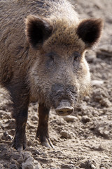 Wildschwein