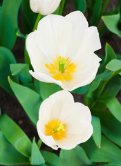 white flowers