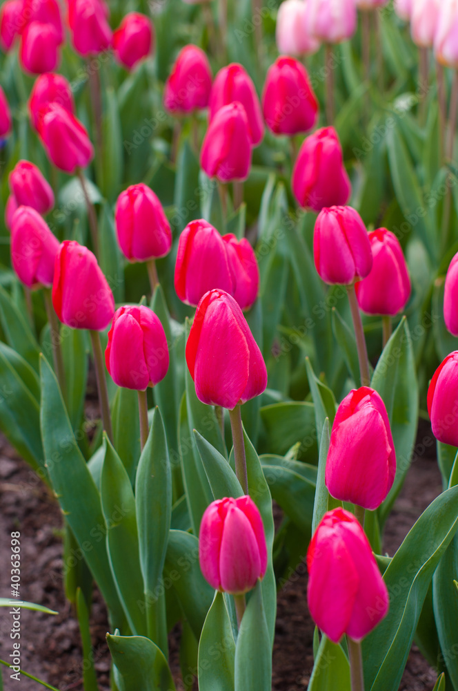 Wall mural red tulips