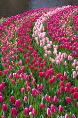 field of tulips